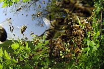 Honey bee (Apis mellifera) swarm, Germany