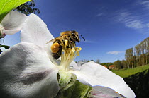 Honey bee (Apis mellifera) collecting pollen from the flower of an apple tree, Germany