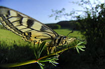 Swallowtail butterfly (Papilio machaon) Germany