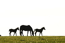Silhouette of Horse and two foals grazing, Germany