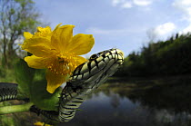 Grass Snake (Natrix natrix) beside Marsh marigold flower in riverine habitat, Germany