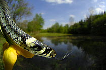 Grass Snake (Natrix natrix) beside Marsh marigold flower in riverine habitat, forked tongue extended, Germany
