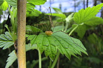 Immature Harvestman (Phalangium opilio) in leafy habitat, Germany