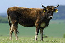 Heck cow / reconstructed auroch, a hardy breed of Domestic cattle (Bos taurus) Germany Heck cattle were developed in the early 20th century by the Heck brothers in Germany in an attempt to breed back...