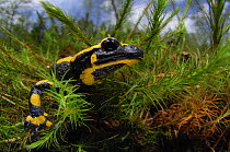 European fire salamander (Salamandra salamandra) Germany