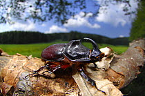 Rhinoceros beetle (Oryctes nasicornis) on branch of tree, Germany