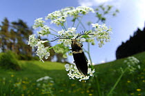 Click beetle (Ctenicera pectinicornis) on umbelliferous meadow flower, Germany