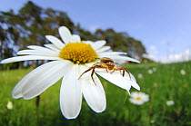 Crab spider (Xysticus cristatus) on Ox-eye daisy flower, Germany