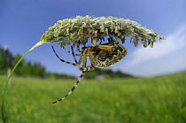 Oak spider (Aculepeira ceropegia) on grass flower spike, Germany