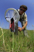 Entomologist netting a Slender Burnet moth (Zygaena loti) Germany