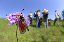 Slender Burnet moth (Zygaena loti) on Field scabious flower with group of entomologists in the background, Crawinkel, Germany
