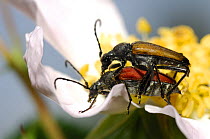 Two Longhorn beetles (Strangalis melanura) mating, Germany
