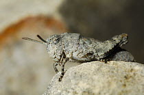 Larval instar of the German grasshopper (Oedipoda germanica)