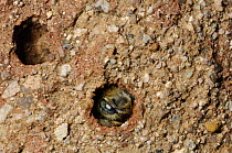 Solitary Leafcutter bee {Megachile parietina} in nest hole in ground, Germany