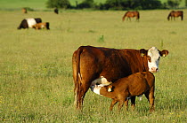 Domestic cattle {Bos taurus} Angus cross heifer suckling her calf, Germany