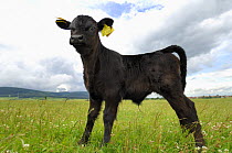 Domestic calf {Bos taurus} Galloway - a small to medium sized hornless breed of cattle, Germany