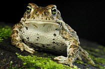 Natterjack Toad (Epidalea / Bufo calamita) Germany