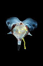 Three-Spine Cavoline {Diacria trispinosa} a deepsea sea butterfly, Atlantic ocean