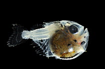 Juvenile deepsea Hatchetfish {Argyropelecus olfersi}, Atlantic ocean