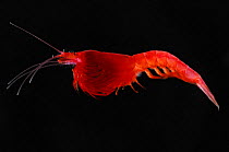 Deepsea krill {Bentheuphausia amblops} Atlantic ocean
