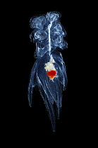 Deepsea Siphonphore {Nectalia sp}, Atlantic ocean