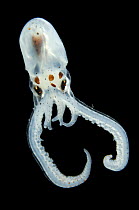 Atlantic longarm octopus (Octopus defilippi), Atlantic ocean