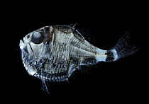 Deep-sea hatchetfish {Argyropelecus olfersi} Atlantic ocean