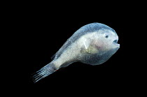 Larval stage of a deep-sea anglerfish {Lophiiformes} Atlantic ocean