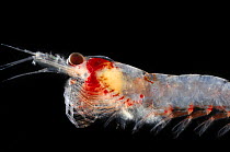 Euphausiid / krill {Euphausia gibboides} Atlantic ocean