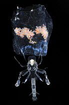 Deepsea Amphipod Pram bug {Phronima sedentaria} uses body of a dead salp for housing its young. Atlantic ocean