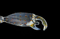 Close up of pincer or claw of Pram bug amphipod {Phronima sedentaria} Atlantic ocean