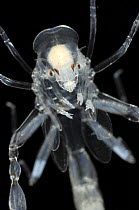 Depsea amphipod Pram bug {Phronima sedentaria} Atlantic ocean - it has four pairs of eyes instead of two that most crustaceans have