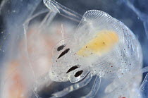 Close up of the double compound eyes of eyes of the deepsea amphipod Pram bug {Phronima sedentaria} Atlantic ocean