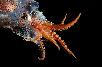 Close up of tentacles and suckers of a Deepsea octopus {Bolitaena pygmaea} Atlantic ocean