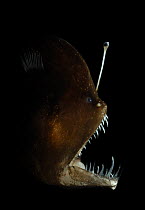 Murrays abyssal anglerfish (Melanocetus murrayi) Atlantic ocean. A deep-sea fish with bioluminescent lure used to attract prey. The bioluminescence is produced by symbiotic bacteria; these bacteria ar...