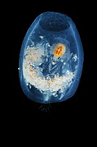 Deepsea amphipod Pram bug {Phronima sp} adult and larvae housed within the outer case of a dead salp, Atlantic ocean