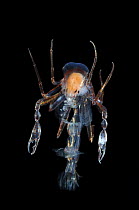 Deepsea amphipod Pram bug {Phronima sp} adult, Atlantic ocean