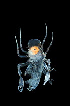 Deepsea amphipod Pram bug {Phronima sp} adult with eggs, Atlantic ocean