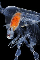 Close up of head of Deepsea amphipod Pram bug {Phronima sp} adult, Atlantic ocean