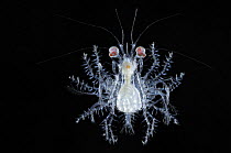 Deepsea planktonic megalopa stage of crab development, Atlantic ocean.