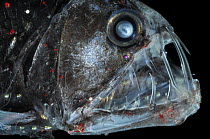 Deep Sea Viperfish {Chauliodus sloani} with chromatophores and bioluminescence, Atlantic ocean