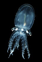 Deepsea pelagic octopod (Vitreledonella richardi) Atlantic ocean.