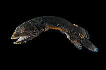 Whalefish {Cetomimus sp} an unusual specimen that may be an undescribed species, deepsea, Atlantic ocean