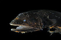 Whalefish {Cetomimus sp} an unusual specimen that may be an undescribed species, deepsea, Atlantic ocean