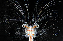 Deepsea marine larva of decapod crustacean {Sergestes sp} Atlantic ocean. Second place in Underwater categroy of the GDT 2011 competition