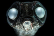 Deepsea smelt {Bathylagus antarcticus}, found in all the southern oceans as far south as Antarctica, from the surface to depths of 4,000 m, Atlantic ocean