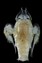 Deepsea amphipod {Primno macropa} Atlantic ocean