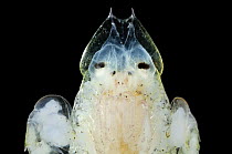 Deepsea amphipod {Primno macropa} Atlantic ocean