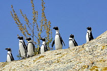 Blackfooted / jackass penguins (Spheniscus demersus) looking down from a rock on Boulders beach, South Africa
