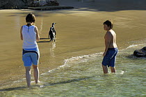 Swimmers watch Blackfooted / jackass penguin (Spheniscus demersus) on Boulders beach, South Africa